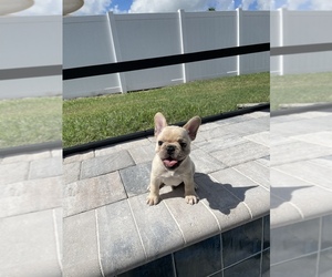 French Bulldog Puppy for sale in WINTER HAVEN, FL, USA