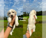 Puppy Pumpkin Labradoodle