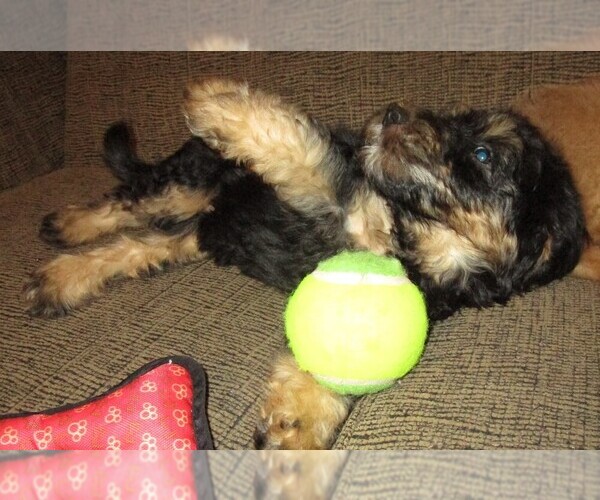 Medium Photo #22 Aussie-Poo Puppy For Sale in LINCOLN, AL, USA