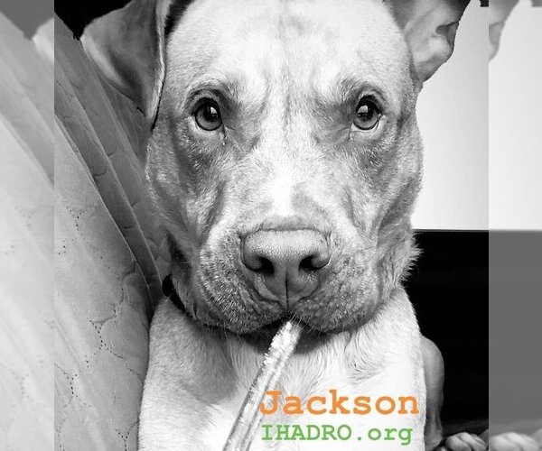 Medium Photo #1 American Pit Bull Terrier-Unknown Mix Puppy For Sale in Blacklick, OH, USA