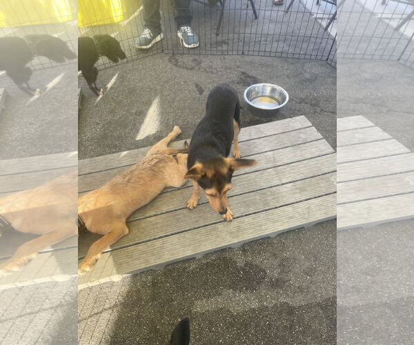 Medium Photo #1 Chipin Puppy For Sale in Victorville, CA, USA