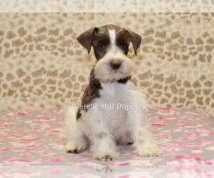 Schnauzer (Miniature) Puppy for sale in DENVER, PA, USA