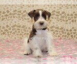 Small Photo #1 Schnauzer (Miniature) Puppy For Sale in DENVER, PA, USA