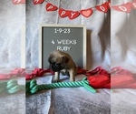 Small Photo #17 Faux Frenchbo Bulldog Puppy For Sale in TIFFIN, IA, USA
