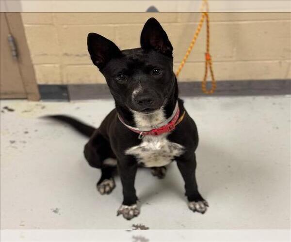 Medium Photo #1 Australian Kelpie-Unknown Mix Puppy For Sale in Conroe, TX, USA