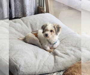 Poodle (Toy) Dogs for adoption in Valrico, FL, USA