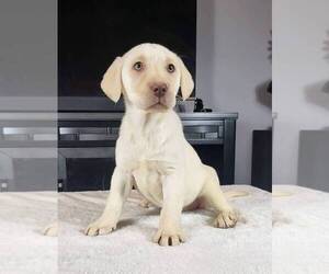 Labrador Retriever Puppy for sale in FRANKLIN, IN, USA
