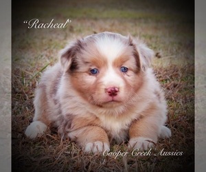 Miniature Australian Shepherd Puppy for sale in SMITHVILLE, AR, USA