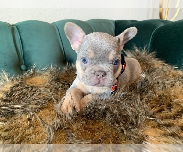 Medium Photo #2 French Bulldog Puppy For Sale in ELK CITY, OK, USA
