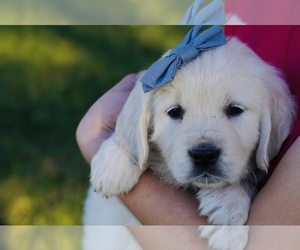 English Cream Golden Retriever Puppy for sale in CRESWELL, OR, USA