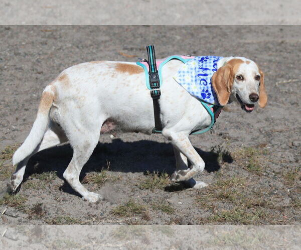 Medium Photo #4 Treeing Walker Coonhound Puppy For Sale in Tampa, FL, USA