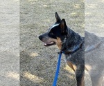 Small #7 Australian Cattle Dog