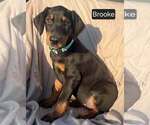 Small Photo #2 Doberman Pinscher Puppy For Sale in POMEROY, OH, USA