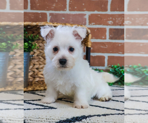 West Highland White Terrier Puppy for sale in SYRACUSE, IN, USA