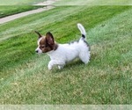 Small #1 Papillon