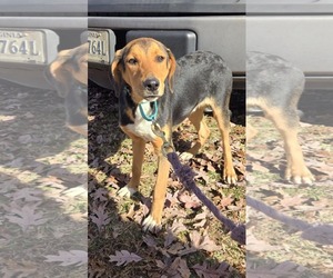 German Shepherd Dog-Unknown Mix Dogs for adoption in Rustburg, VA, USA