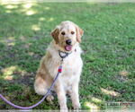 Small #2 Labradoodle