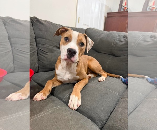 Medium Photo #4 Mutt Puppy For Sale in Rustburg, VA, USA