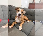 Small #3 Mutt