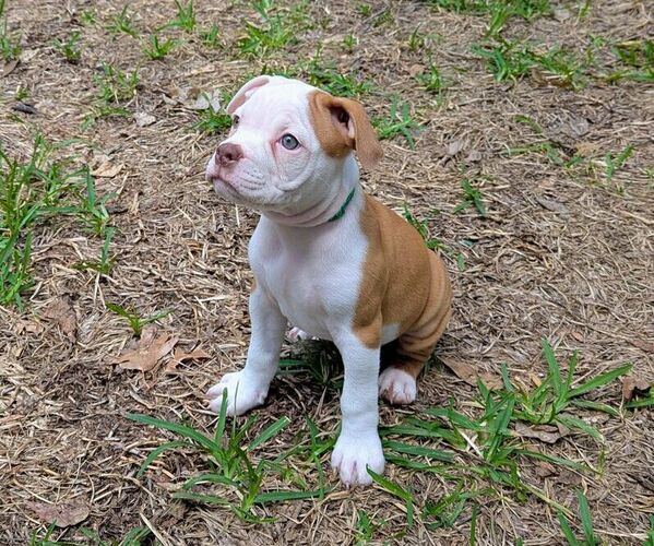 Medium Photo #6 Olde English Bulldogge Puppy For Sale in AUSTIN, TX, USA
