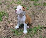 Small #5 Olde English Bulldogge