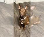 Small Labrador Retriever Mix