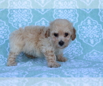 Small Photo #2 Bichpoo Puppy For Sale in SHILOH, OH, USA