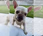 Small #3 French Bulldog