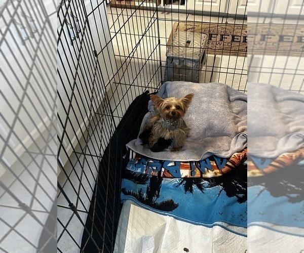 Medium Photo #1 Yorkshire Terrier Puppy For Sale in NORFOLK, VA, USA