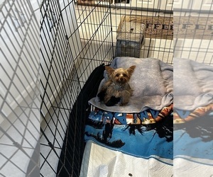 Mother of the Yorkshire Terrier puppies born on 03/12/2026