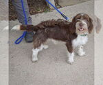 Small #5 Australian Shepherd Mix