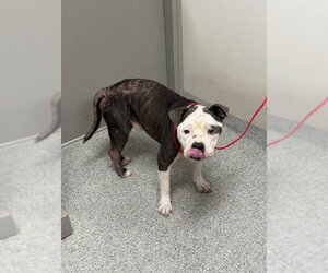 American Bulldog-Unknown Mix Dogs for adoption in Pasadena, TX, USA