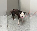 Small American Bulldog Mix
