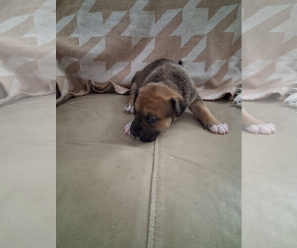 Medium Photo #1 Beagle-Retriever  Mix Puppy For Sale in Holly Springs, NC, USA