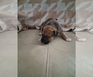 Beagle-Retriever  Mix Dogs for adoption in Holly Springs, NC, USA