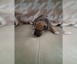Small Beagle-Retriever  Mix