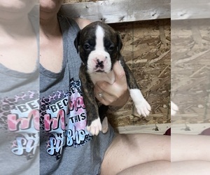 Boxer Puppy for sale in MOREHEAD, KY, USA