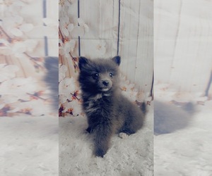 Pomeranian Puppy for sale in KINSTON, NC, USA
