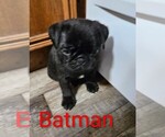 Puppy Puppy 1 Pug