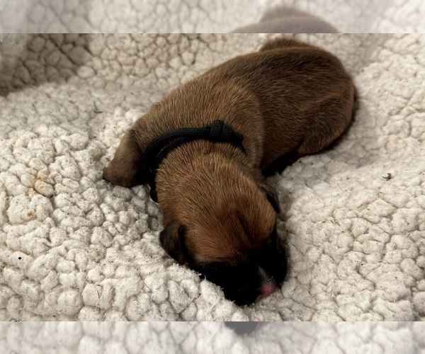 Medium Photo #1 Boxer Puppy For Sale in BRUSH CREEK, TN, USA