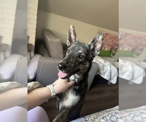 German Shepherd Dog-Unknown Mix Dog for Adoption in GLASTONBURY, Connecticut USA
