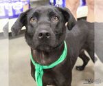 Small #4 Feist Terrier-Labrador Retriever Mix