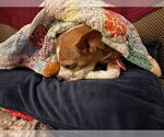 Small #5 Beagle-Chihuahua Mix