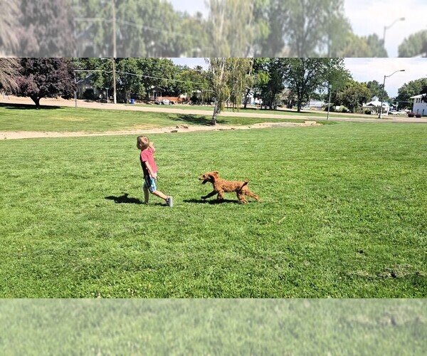 Medium Photo #3 Labradoodle Puppy For Sale in PARMA, ID, USA