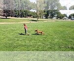Small #2 Labradoodle
