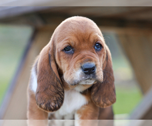 Basset Hound Puppy for sale in LIBERTY, KY, USA