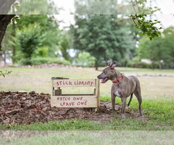 Medium Photo #8 Mutt Puppy For Sale in  Gainesville, FL, USA