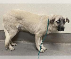 Anatolian Shepherd-Unknown Mix Dogs for adoption in Modesto, CA, USA