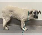 Small Anatolian Shepherd Mix
