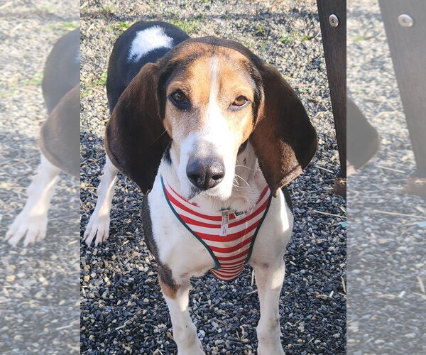 Medium Photo #6 Mutt Puppy For Sale in Rockaway, NJ, USA